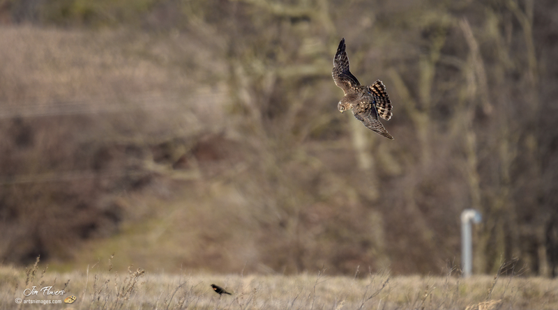 Northern Harrier Female 2329.jpg :: Northern Harrier (Circus cyaneus) Hopewell Township Recreation Area, York County, Pennsylvania