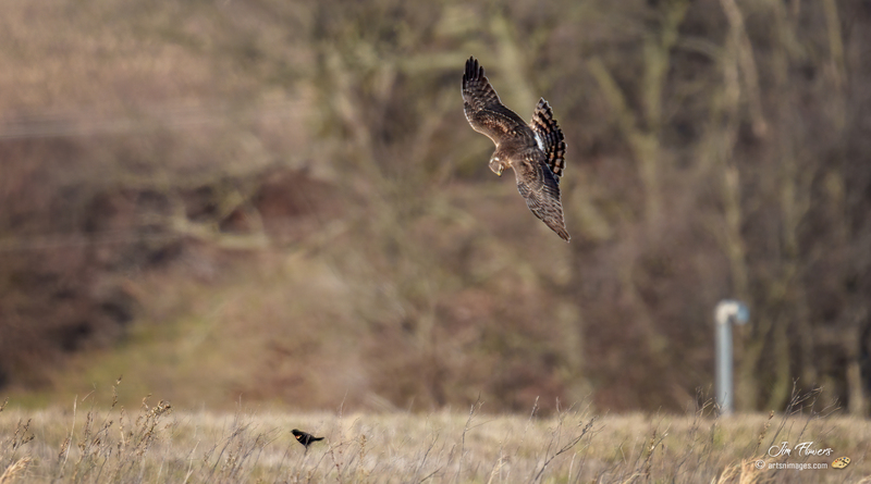 Northern Harrier Female 2330.jpg :: Northern Harrier (Circus cyaneus) Hopewell Township Recreation Area, York County, Pennsylvania