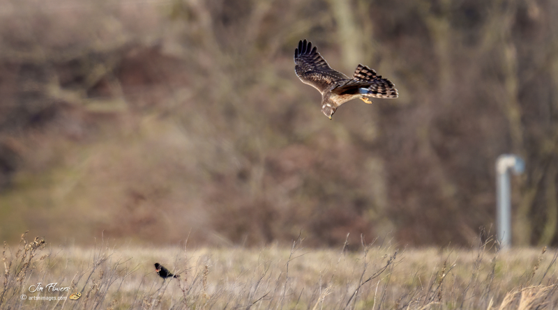 Northern Harrier Female 2331.jpg :: Northern Harrier (Circus cyaneus) Hopewell Township Recreation Area, York County, Pennsylvania