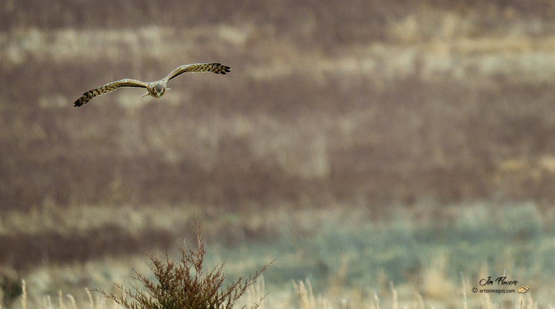 Northern Harrier Female 2332.jpg :: Northern Harrier (Circus cyaneus) Hopewell Township Recreation Area, York County, Pennsylvania