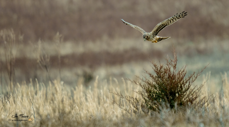 Northern Harrier Female 2333.jpg :: Northern Harrier (Circus cyaneus) Hopewell Township Recreation Area, York County, Pennsylvania