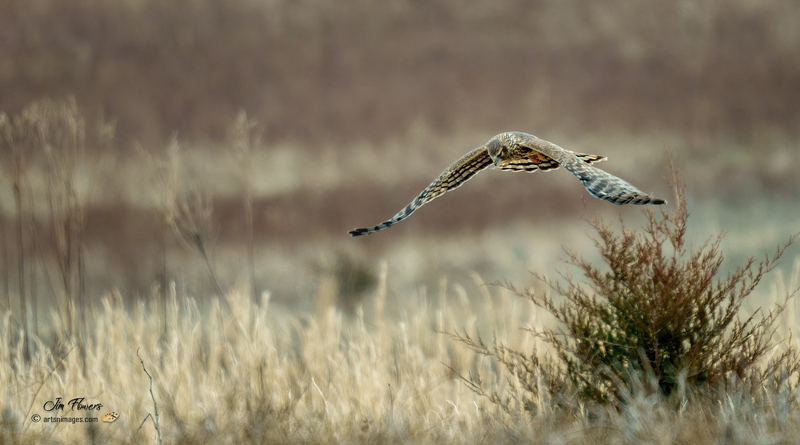 Northern Harrier Female 2334.jpg :: Northern Harrier (Circus cyaneus) Hopewell Township Recreation Area, York County, Pennsylvania