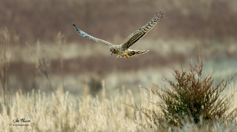 Northern Harrier Female 2335.jpg :: Northern Harrier (Circus cyaneus) Hopewell Township Recreation Area, York County, Pennsylvania