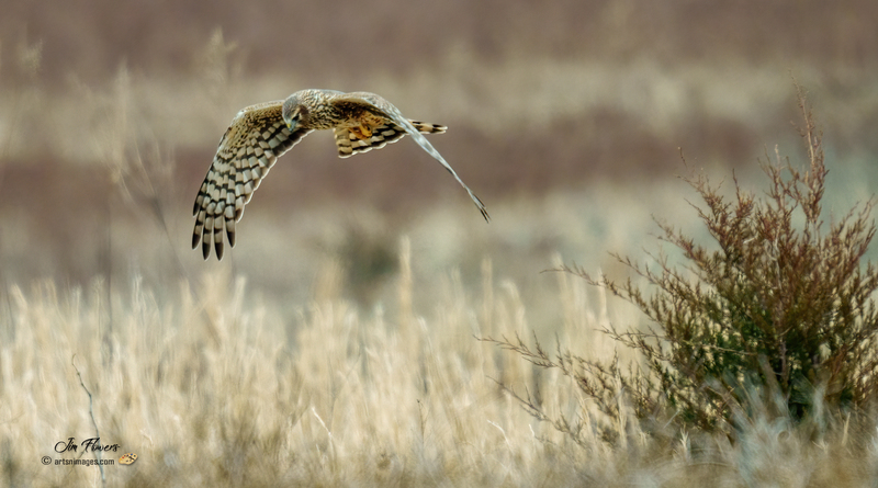 Northern Harrier Female 2336.jpg :: Northern Harrier (Circus cyaneus) Hopewell Township Recreation Area, York County, Pennsylvania