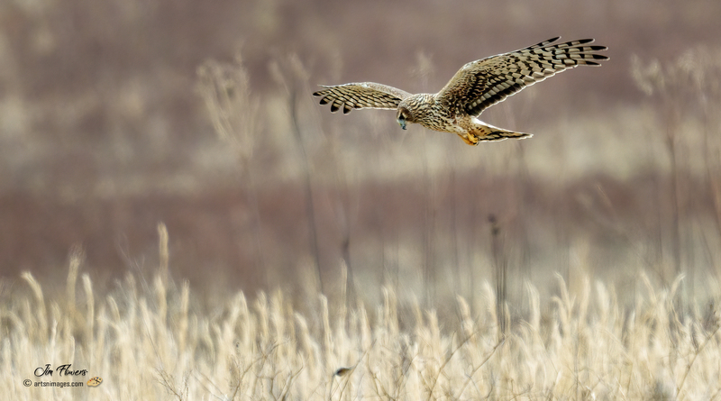Northern Harrier Female 2337.jpg :: Northern Harrier (Circus cyaneus) Hopewell Township Recreation Area, York County, Pennsylvania