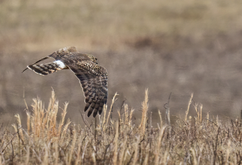 Northern Harrier Female 2338(1).jpg :: Northern Harrier (Circus cyaneus) Hopewell Township Recreation Area, York County, Pennsylvania