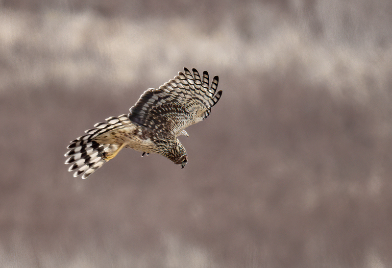 Northern Harrier Female 2340(1).jpg :: Northern Harrier (Circus cyaneus) Hopewell Township Recreation Area, York County, Pennsylvania