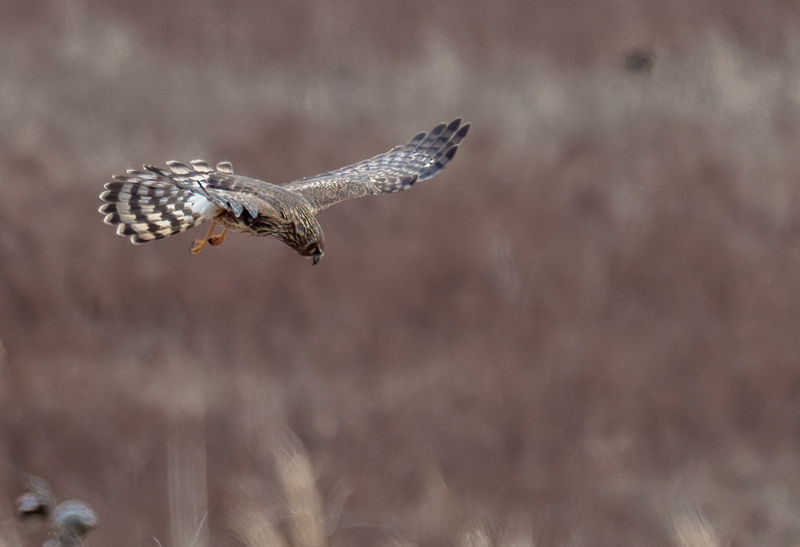Northern Harrier Female 2341(1).jpg :: Northern Harrier (Circus cyaneus) Hopewell Township Recreation Area, York County, Pennsylvania