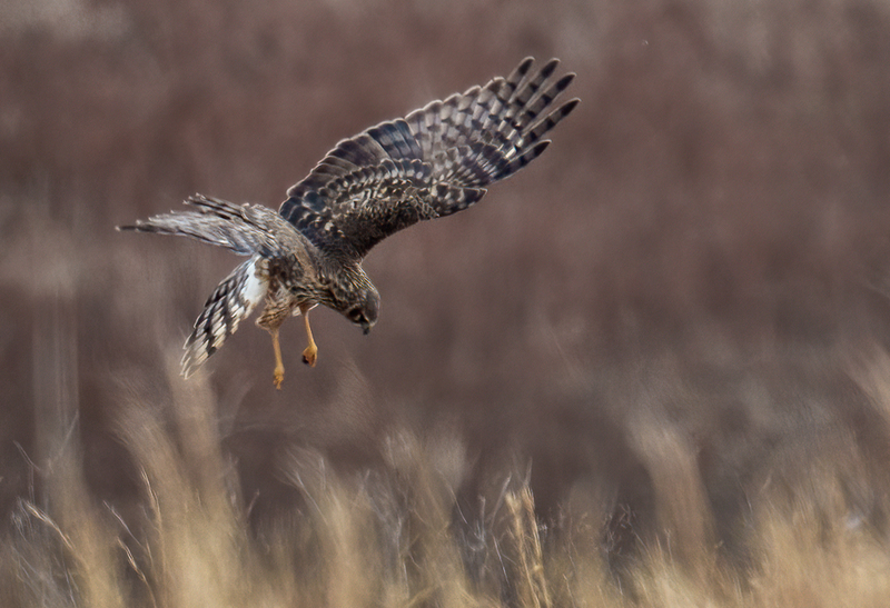 Northern Harrier Female 2342(1).jpg :: Northern Harrier (Circus cyaneus) Hopewell Township Recreation Area, York County, Pennsylvania