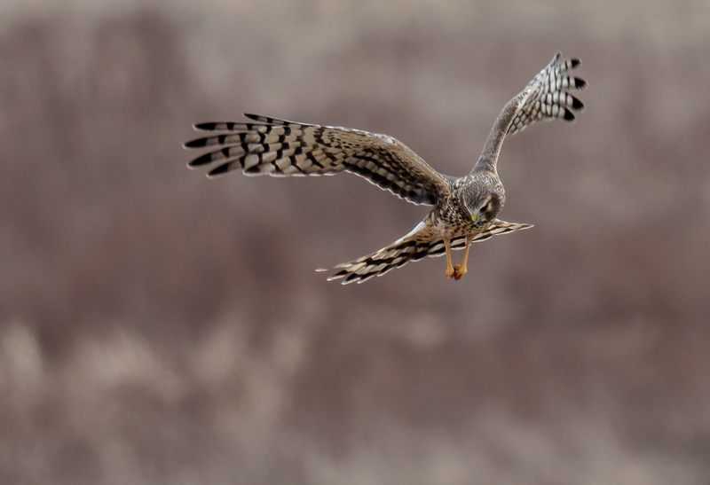 Northern Harrier Female 2343(1).jpg :: Northern Harrier (Circus cyaneus) Hopewell Township Recreation Area, York County, Pennsylvania