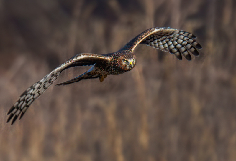 Northern Harrier Female 2351.jpg :: Northern Harrier - female (Circus cyaneus) Hopewell Township Recreation Area, York County, Pennsylvania