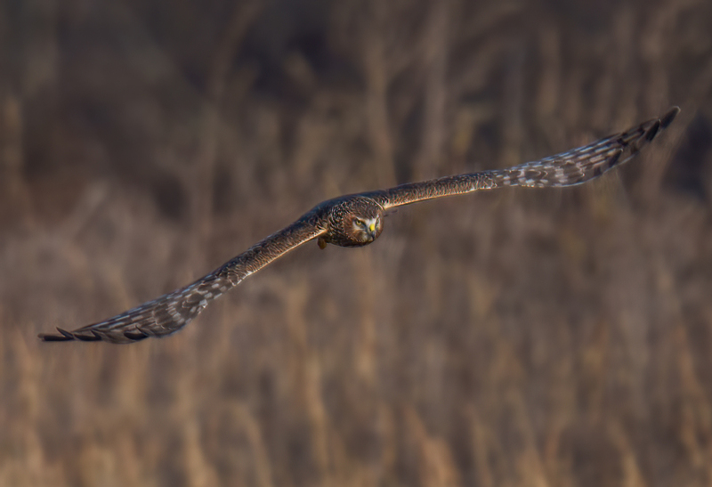 Northern Harrier Female 2352.jpg :: Northern Harrier - female (Circus cyaneus) Hopewell Township Recreation Area, York County, Pennsylvania