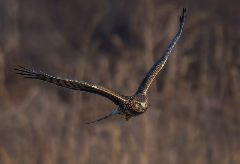 Northern Harrier Female 2353.jpg :: Northern Harrier - female (Circus cyaneus) Hopewell Township Recreation Area, York County, Pennsylvania