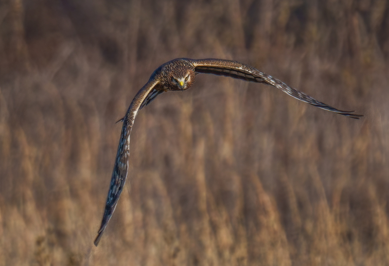 Northern Harrier Female 2354.jpg :: Northern Harrier - female (Circus cyaneus) Hopewell Township Recreation Area, York County, Pennsylvania