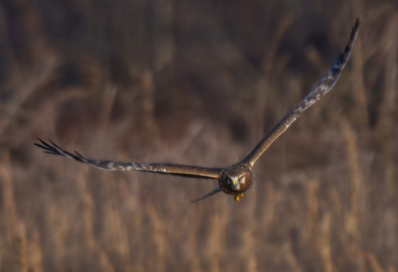 Northern Harrier Female 2355.jpg :: Northern Harrier - female (Circus cyaneus) Hopewell Township Recreation Area, York County, Pennsylvania