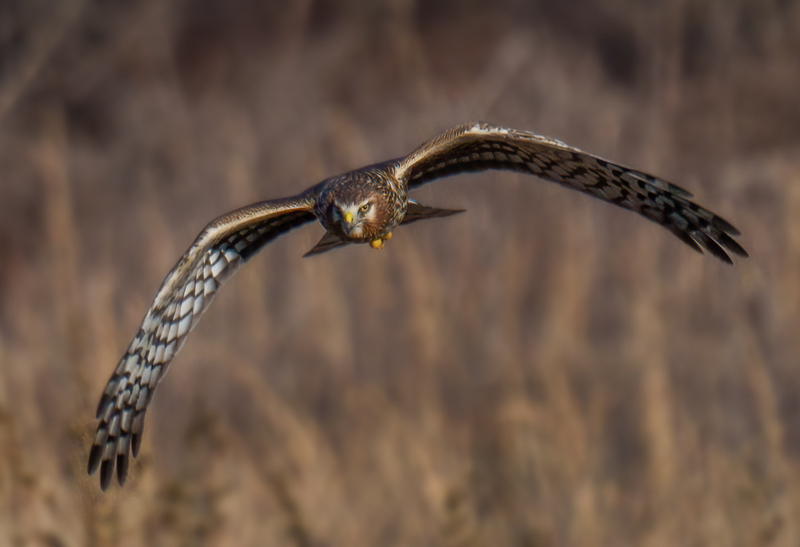 Northern Harrier Female 2356.jpg :: Northern Harrier - female (Circus cyaneus) Hopewell Township Recreation Area, York County, Pennsylvania
