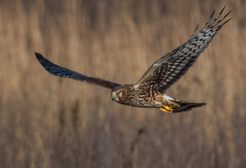 Northern Harrier Female 2357.jpg :: Northern Harrier - female (Circus cyaneus) Hopewell Township Recreation Area, York County, Pennsylvania