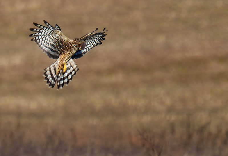 Northern Harrier Female 2358.jpg :: Northern Harrier - female (Circus cyaneus) Hopewell Township Recreation Area, York County, Pennsylvania