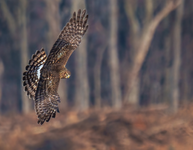 Northern Harrier Female 2359.jpg :: Northern Harrier - female (Circus cyaneus) Hopewell Township Recreation Area, York County, Pennsylvania