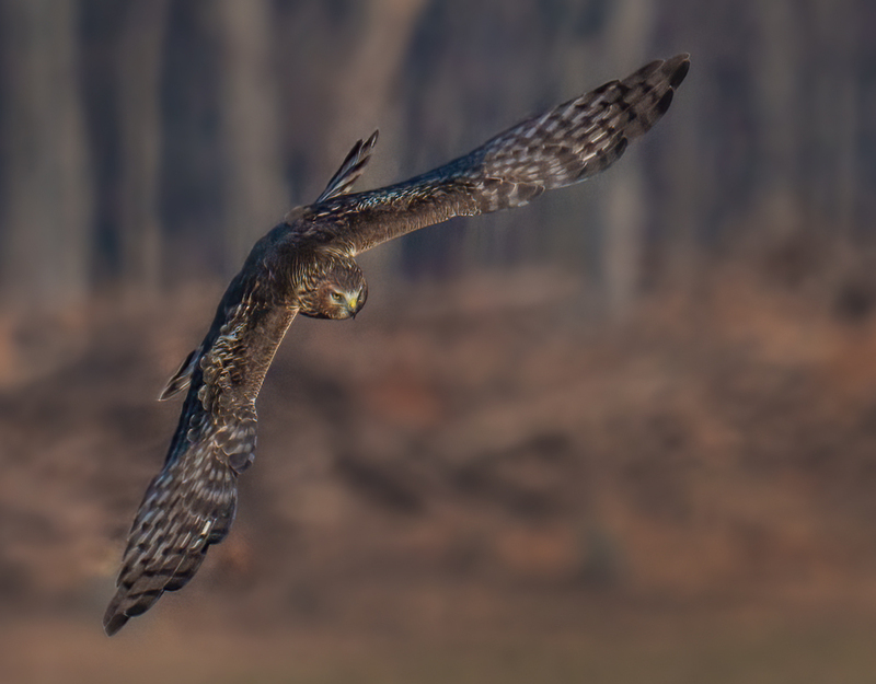 Northern Harrier Female 2360.jpg :: Northern Harrier - female (Circus cyaneus) Hopewell Township Recreation Area, York County, Pennsylvania