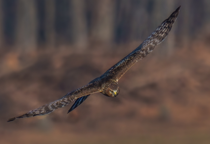Northern Harrier Female 2361.jpg :: Northern Harrier - female (Circus cyaneus) Hopewell Township Recreation Area, York County, Pennsylvania