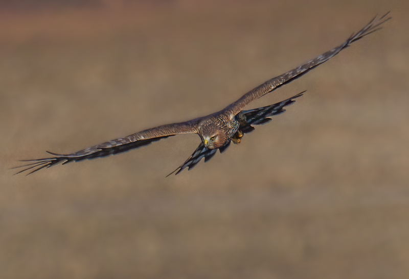 Northern Harrier Female 2362.jpg :: Northern Harrier - female (Circus cyaneus) Hopewell Township Recreation Area, York County, Pennsylvania