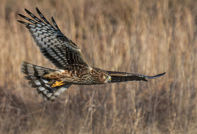 Northern Harrier Female 2363.jpg :: Northern Harrier - female (Circus cyaneus) Hopewell Township Recreation Area, York County, Pennsylvania