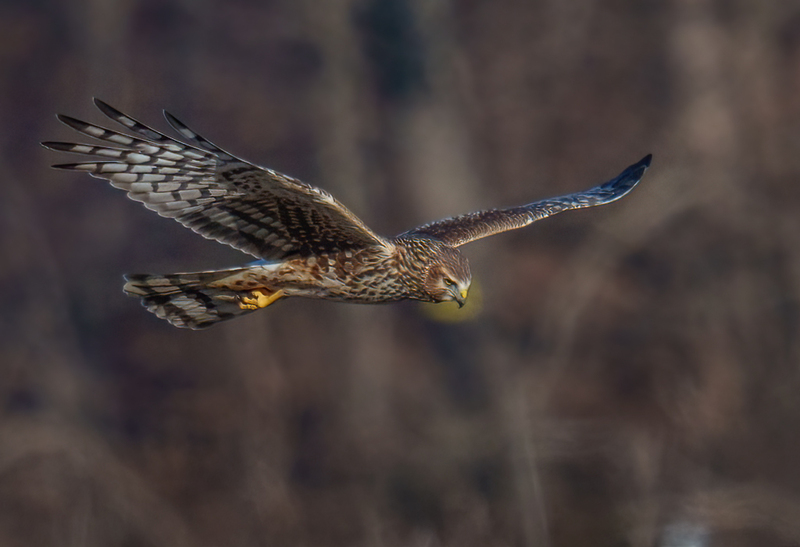 Northern Harrier Female 2364.jpg :: Northern Harrier - female (Circus cyaneus) Hopewell Township Recreation Area, York County, Pennsylvania