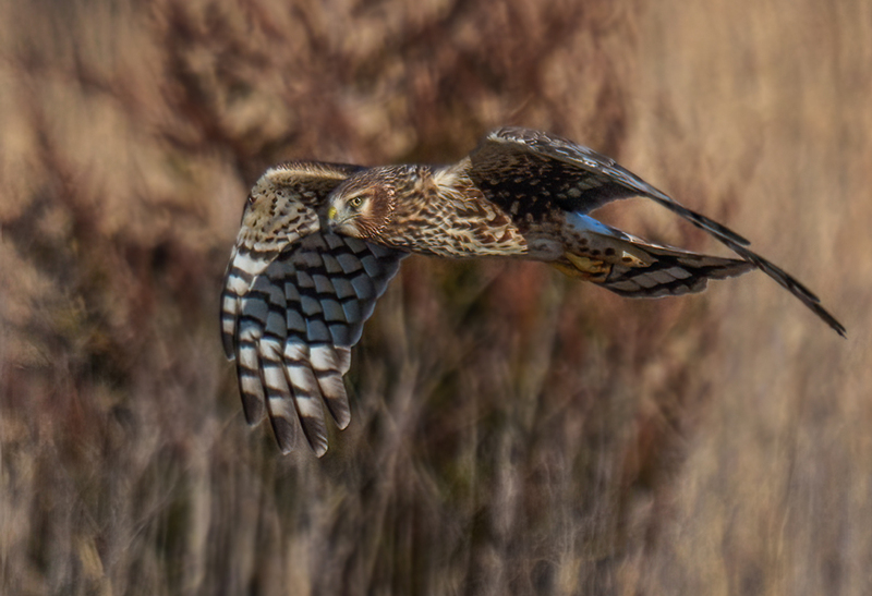 Northern Harrier Female 2365.jpg :: Northern Harrier - female (Circus cyaneus) Hopewell Township Recreation Area, York County, Pennsylvania