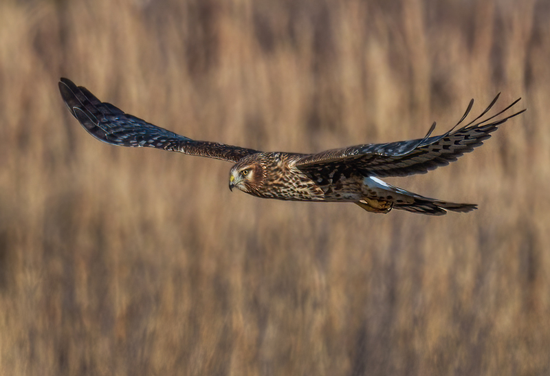 Northern Harrier Female 2366.jpg :: Northern Harrier - female (Circus cyaneus) Hopewell Township Recreation Area, York County, Pennsylvania