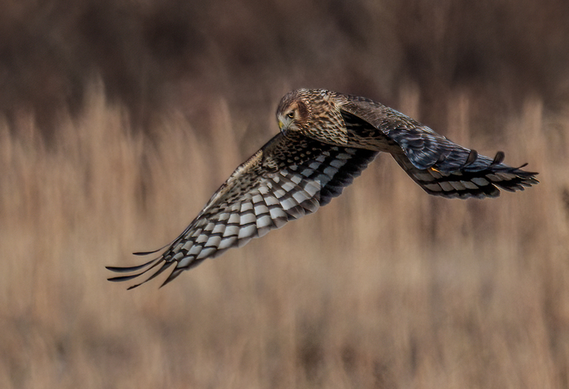 Northern Harrier Female 2367.jpg :: Northern Harrier - female (Circus cyaneus) Hopewell Township Recreation Area, York County, Pennsylvania
