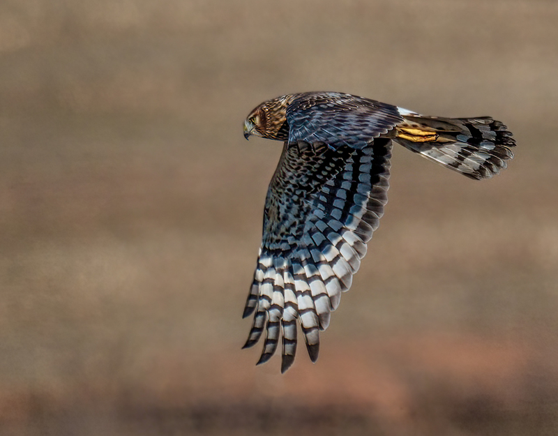 Northern Harrier Female 2368.jpg :: Northern Harrier - female (Circus cyaneus) Hopewell Township Recreation Area, York County, Pennsylvania