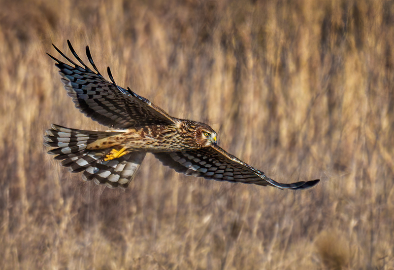 Northern Harrier Female 2369.jpg :: Northern Harrier - female (Circus cyaneus) Hopewell Township Recreation Area, York County, Pennsylvania