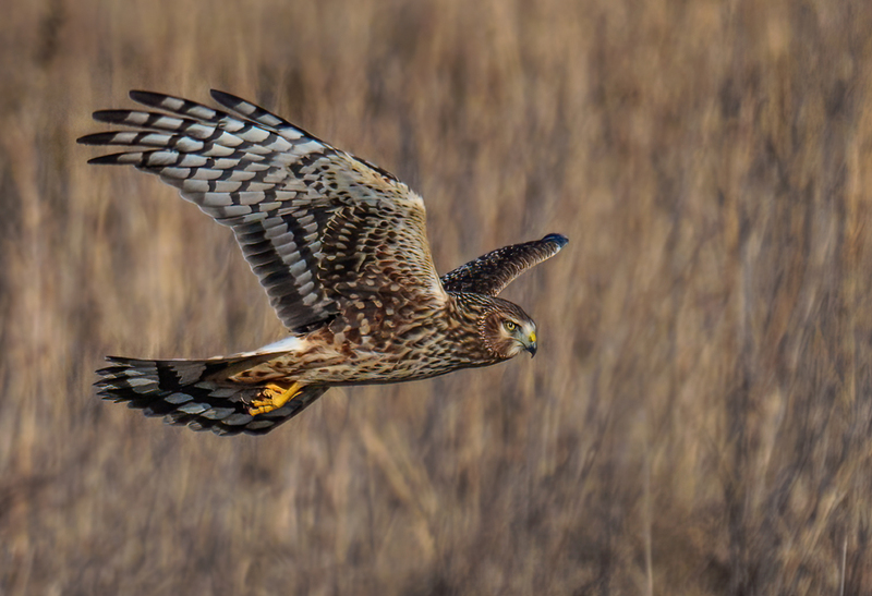 Northern Harrier Female 2370.jpg :: Northern Harrier - female (Circus cyaneus) Hopewell Township Recreation Area, York County, Pennsylvania