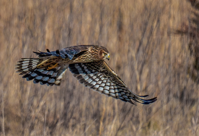 Northern Harrier Female 2371.jpg :: Northern Harrier - female (Circus cyaneus) Hopewell Township Recreation Area, York County, Pennsylvania