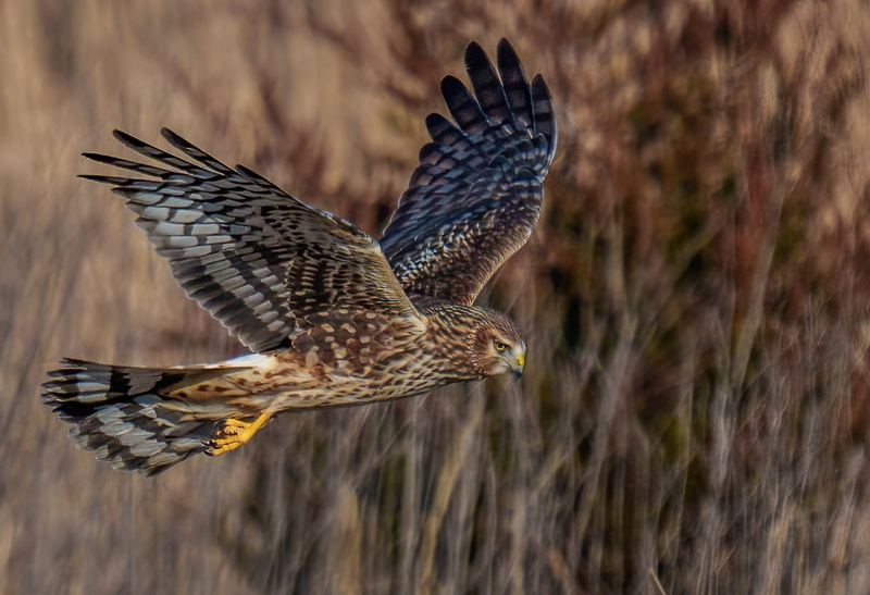 Northern Harrier Female 2372.jpg :: Northern Harrier - female (Circus cyaneus) Hopewell Township Recreation Area, York County, Pennsylvania
