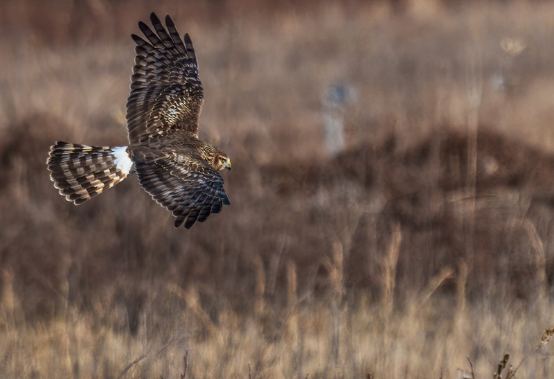 Northern Harrier Female 2373.jpg :: Northern Harrier - female (Circus cyaneus) Hopewell Township Recreation Area, York County, Pennsylvania