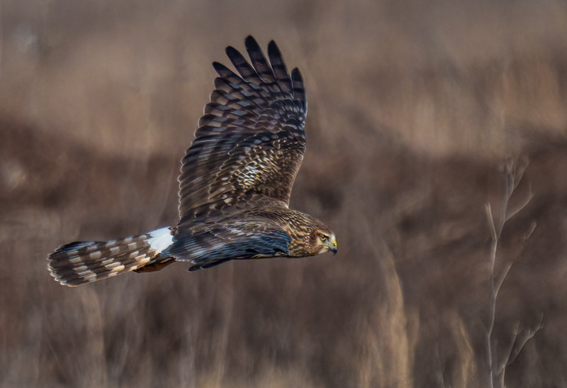 Northern Harrier Female 2374.jpg :: Northern Harrier - female (Circus cyaneus) Hopewell Township Recreation Area, York County, Pennsylvania