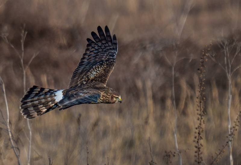 Northern Harrier Female 2375.jpg :: Northern Harrier - female (Circus cyaneus) Hopewell Township Recreation Area, York County, Pennsylvania