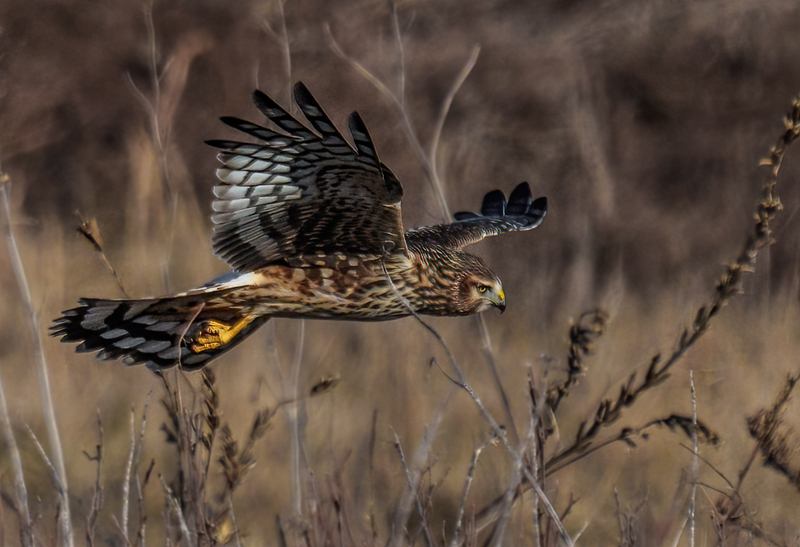 Northern Harrier Female 2376.jpg :: Northern Harrier - female (Circus cyaneus) Hopewell Township Recreation Area, York County, Pennsylvania