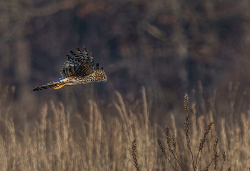 Northern Harrier Female 2378.jpg :: Northern Harrier - female (Circus cyaneus) Hopewell Township Recreation Area, York County, Pennsylvania