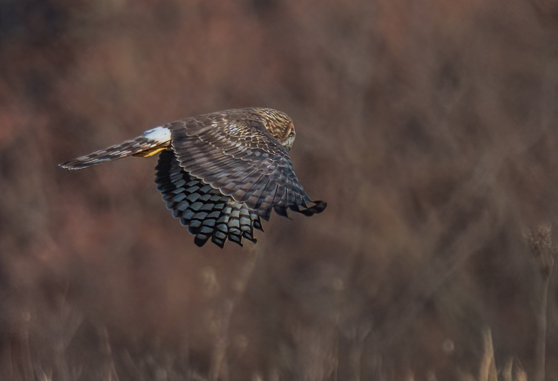 Northern Harrier Female 2379.jpg :: Northern Harrier - female (Circus cyaneus) Hopewell Township Recreation Area, York County, Pennsylvania