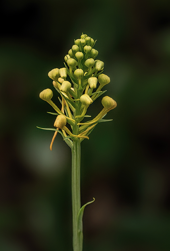 Orange Fringed Orchid - Platanthera ciliaris 2201A(1).jpg :: Orange Fringed Orchid (Platanthera ciliaris) Michaux State Forest, Pennsylvania