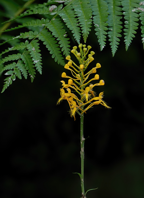 Orange Fringed Orchid - Platanthera ciliaris 2202(1).jpg :: Orange Fringed Orchid (Platanthera ciliaris) Michaux State Forest, Pennsylvania