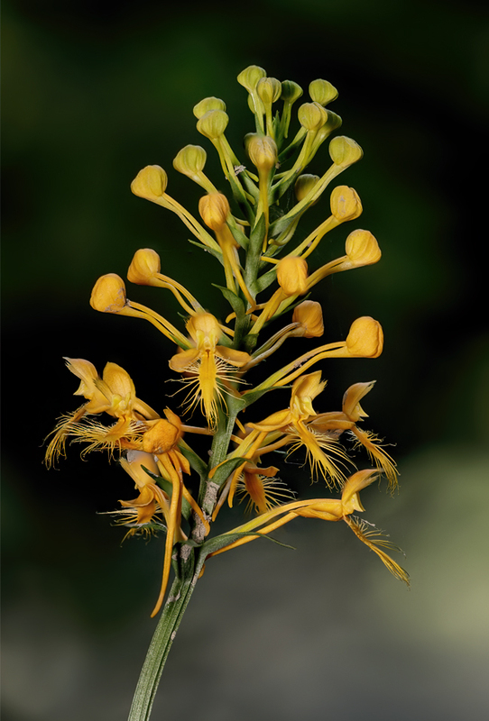 Orange Fringed Orchid - Platanthera ciliaris 2203(1).jpg :: Orange Fringed Orchid (Platanthera ciliaris) Michaux State Forest, Pennsylvania