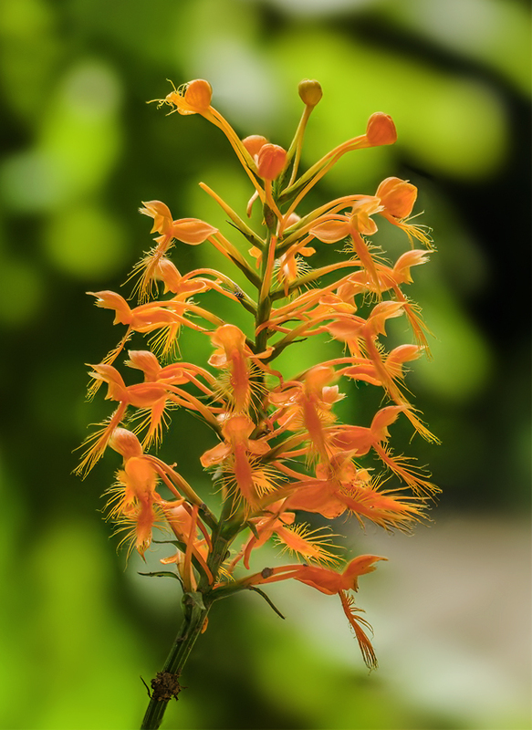 Orange Fringed Orchid - Platanthera ciliaris 2204(1).jpg :: Orange Fringed Orchid (Platanthera ciliaris) Michaux State Forest, Pennsylvania