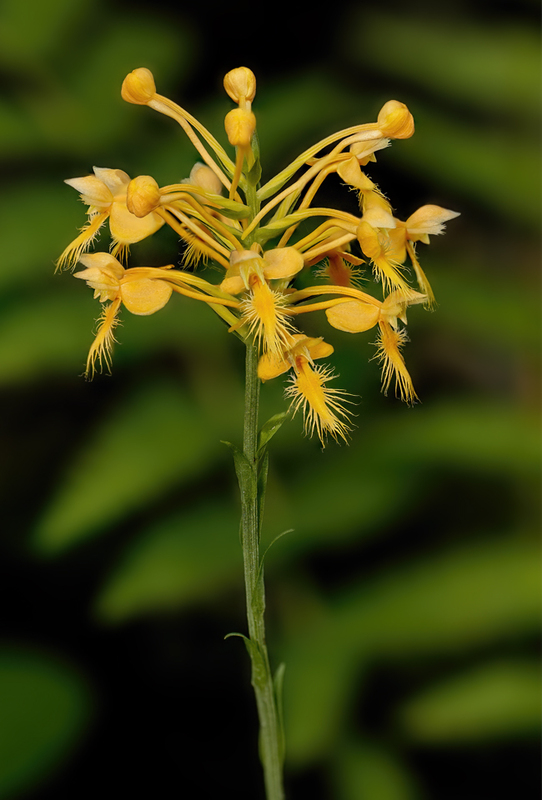 Orange Fringed Orchid - Platanthera ciliaris 2205.jpg :: Orange Fringed Orchid (Platanthera ciliaris) Michaux State Forest, Pennsylvania