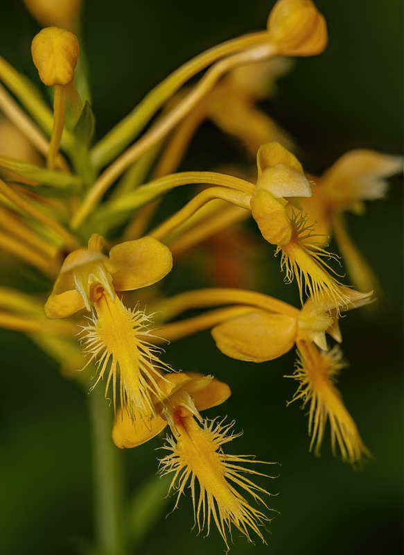 Orange Fringed Orchid - Platanthera ciliaris 2206.jpg :: Orange Fringed Orchid (Platanthera ciliaris) Michaux State Forest, Pennsylvania