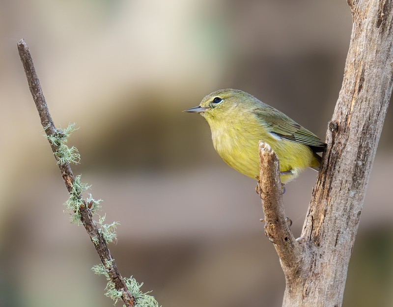 Orange-crowned Warbler 2301.jpg :: Orange-crowned Warbler (Oreothlypis celata) JJ Mays' Wildlife Trace, Chambers County, Texas