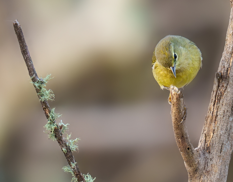 Orange-crowned Warbler 2302.jpg :: Orange-crowned Warbler (Oreothlypis celata) JJ Mays' Wildlife Trace, Chambers County, Texas